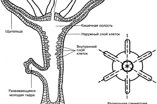 Ссылка на кракен тор